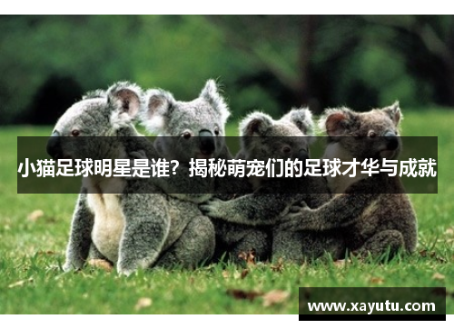 小猫足球明星是谁？揭秘萌宠们的足球才华与成就